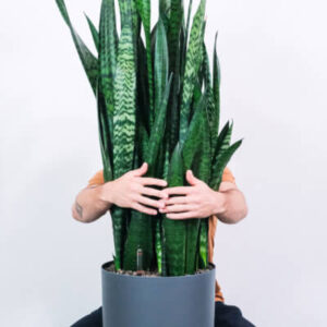 plants-store-categories-img-2