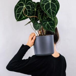 plants-store-gallery-img-1