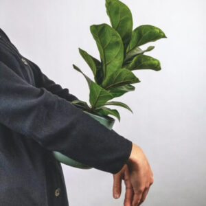 plants-store-gallery-img-6